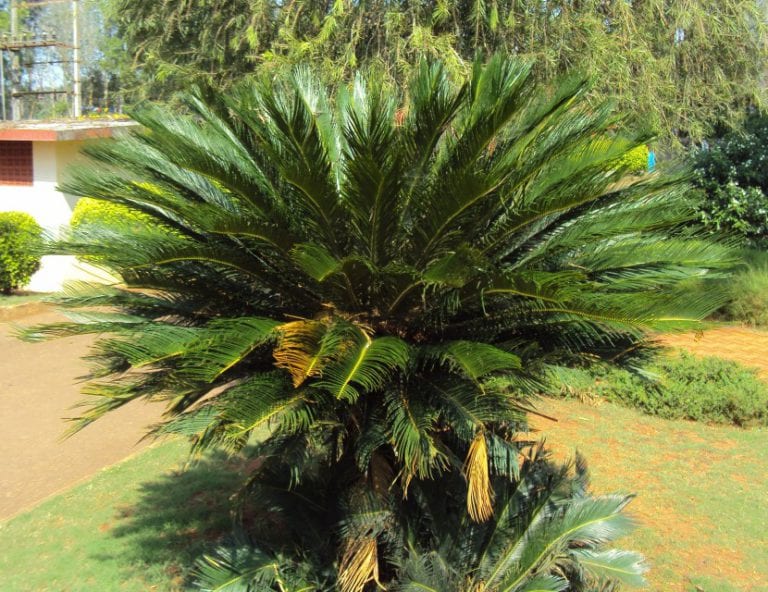 Ejemplar adulto de Cycas revoluta