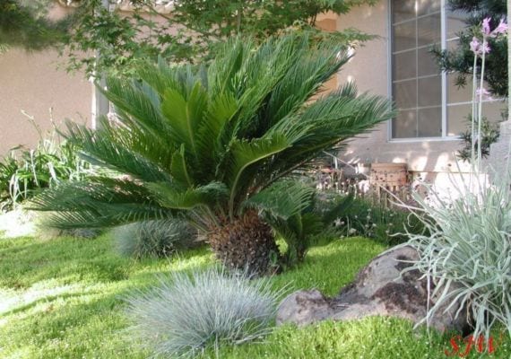 Ejemplar de Cycas revoluta con su corona de hojas rígidas y arqueadas