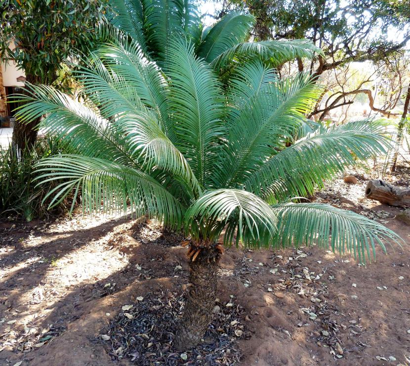 Hojas largas y arqueadas de Cycas thouarsii