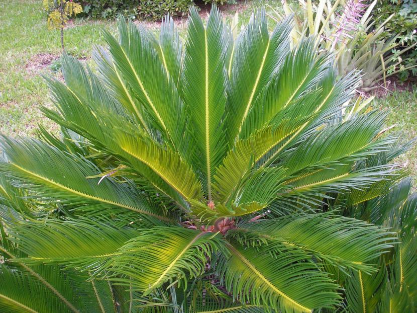 Ejemplar adulto de Cycas revoluta con la corona de hojas plumosas