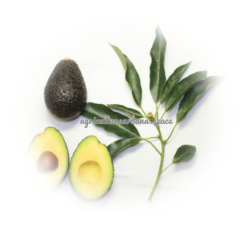 Como cultivar  Aguacate en maceta