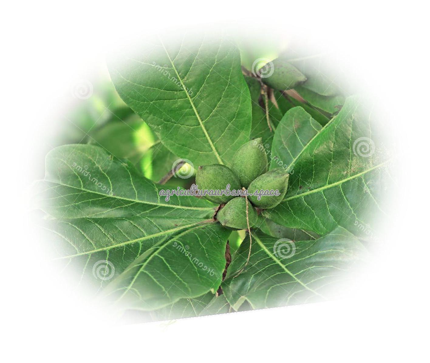 Como plantar  Almendras en casa