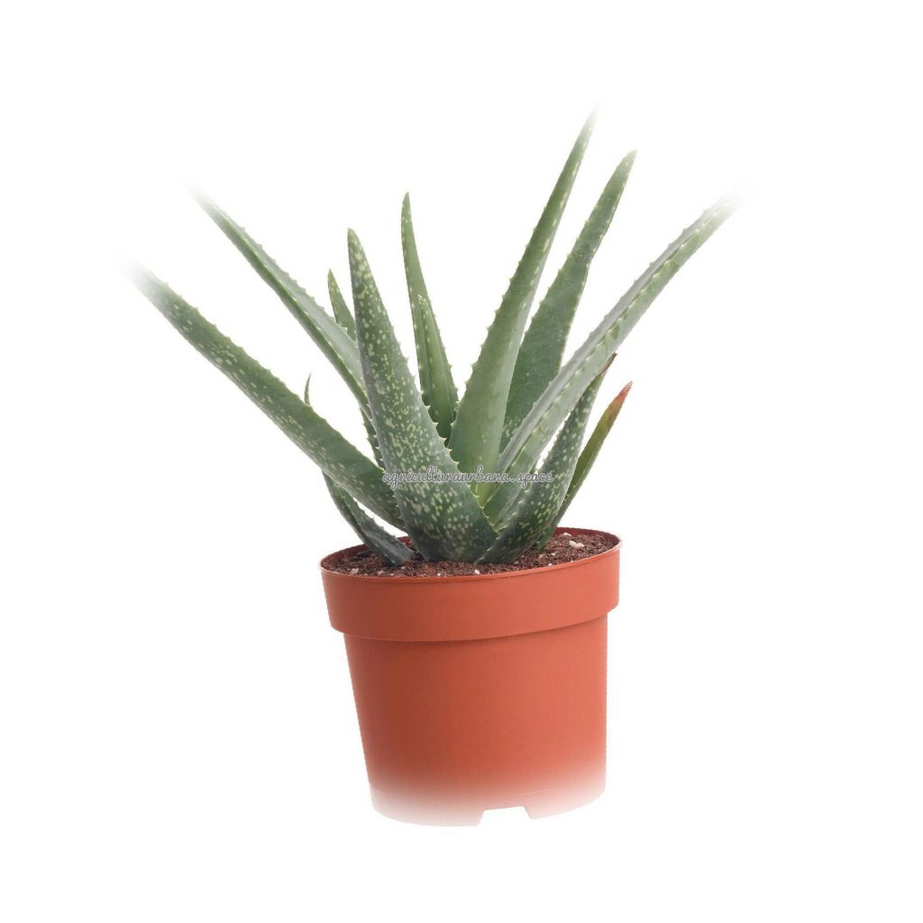 Como sembrar  Aloe Vera en maceta
