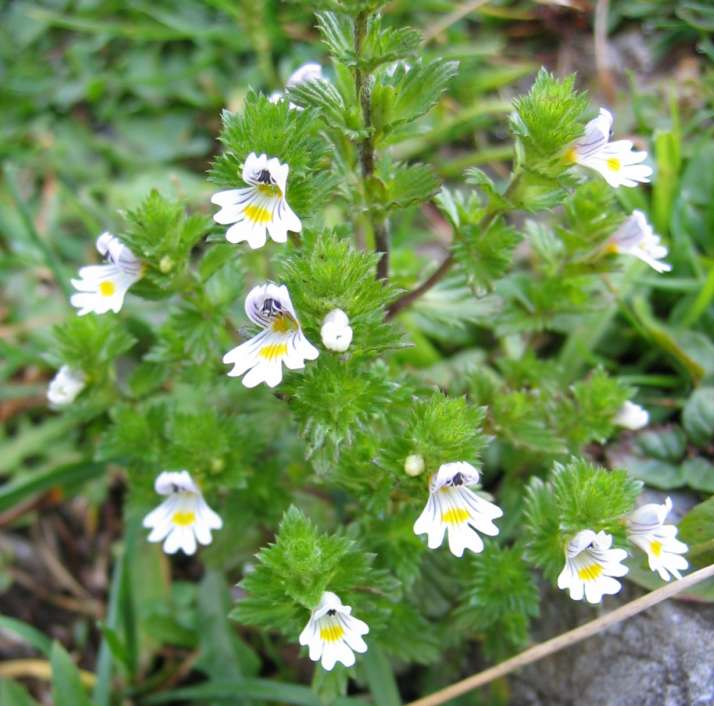Eufrasia