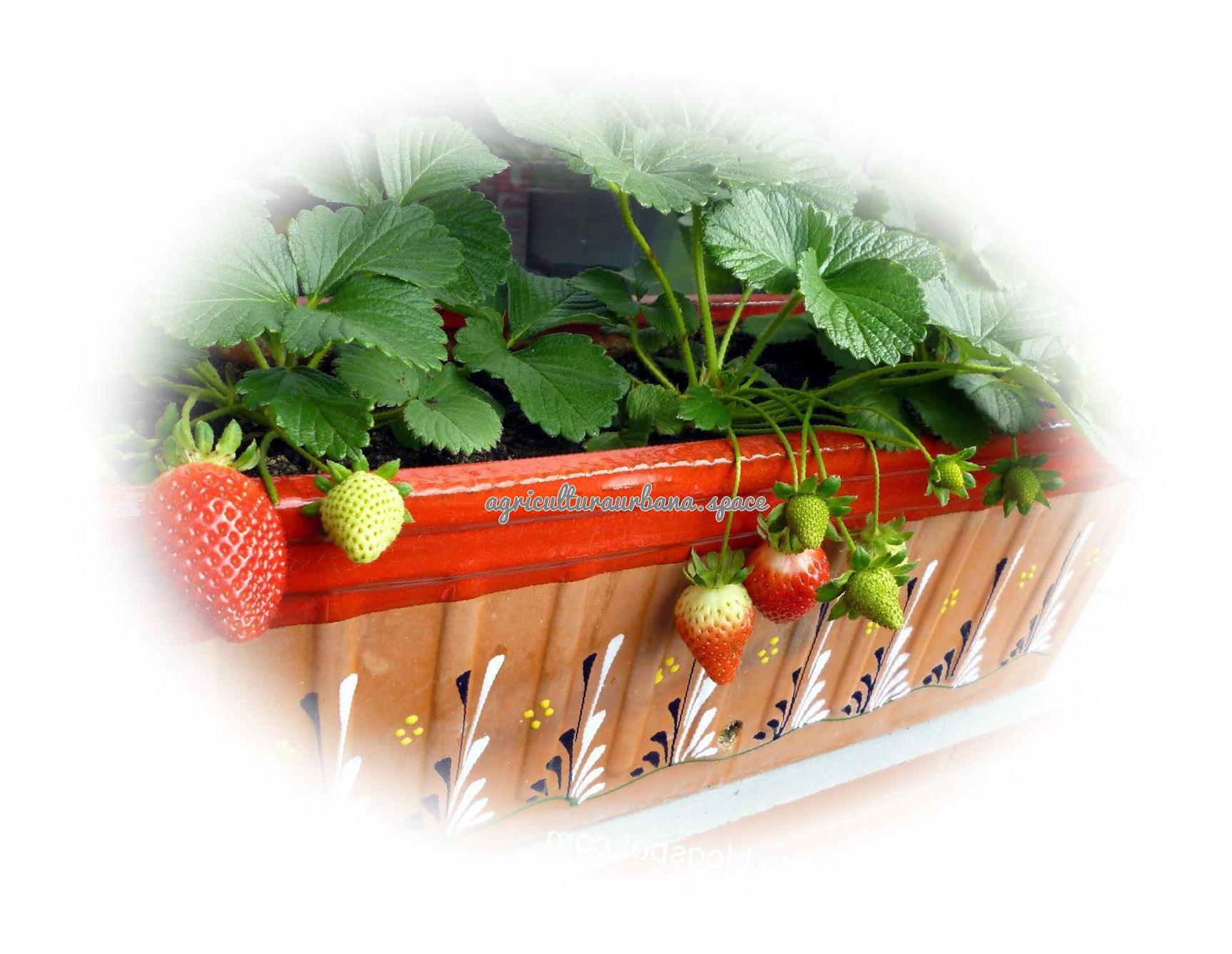 Como plantar  Fresas en maceta