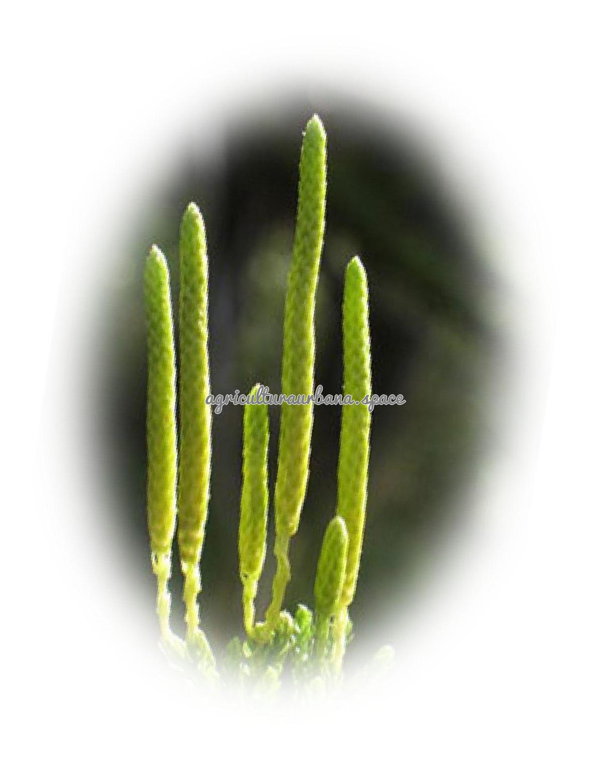 Como cultivar  Licopodio en casa