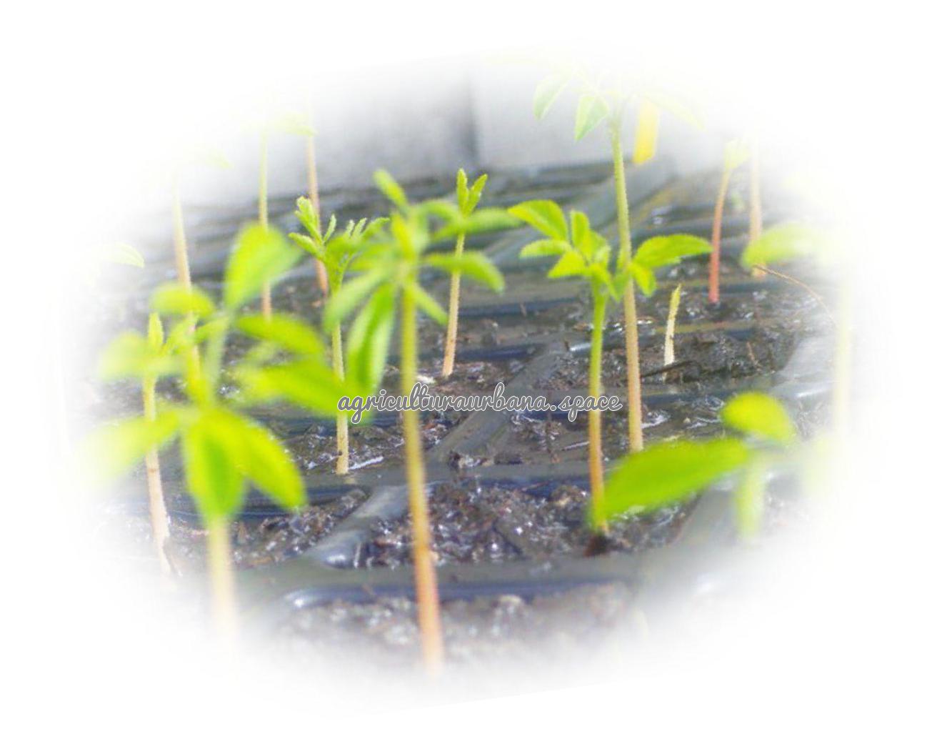 Como plantar  Maízmoringa en tu casa