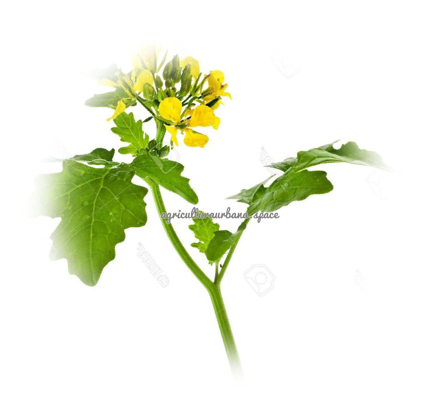Como plantar  Mostaza en maceta