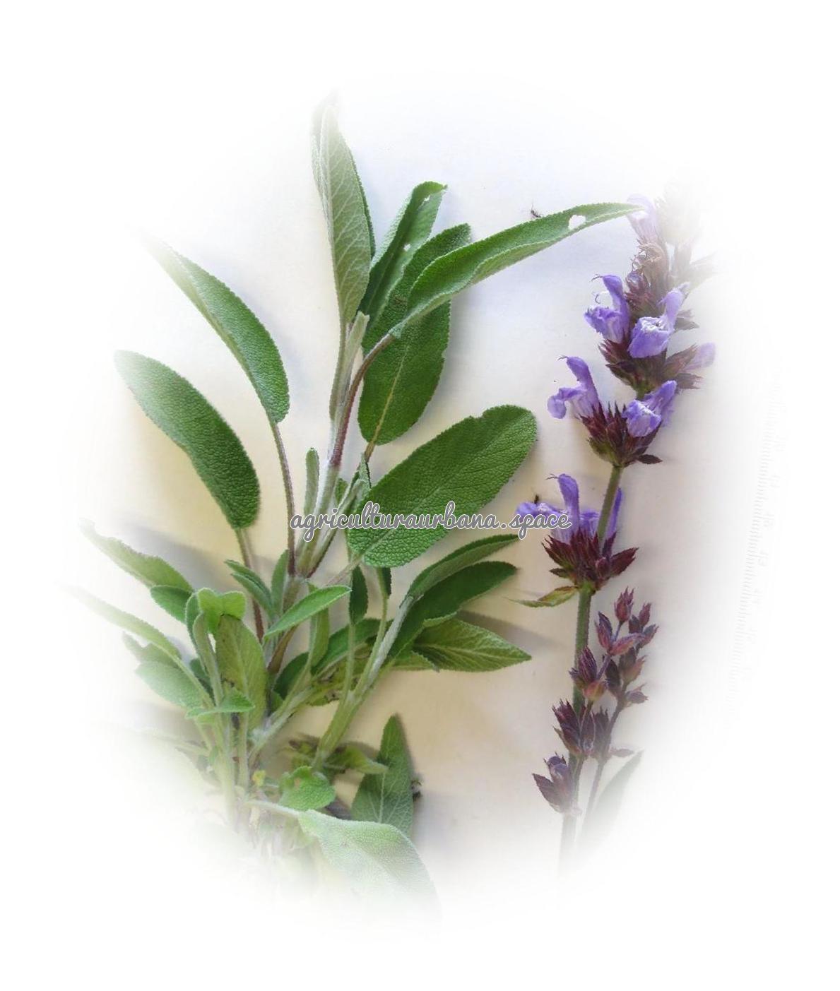 Como sembrar  Salvia en tu casa