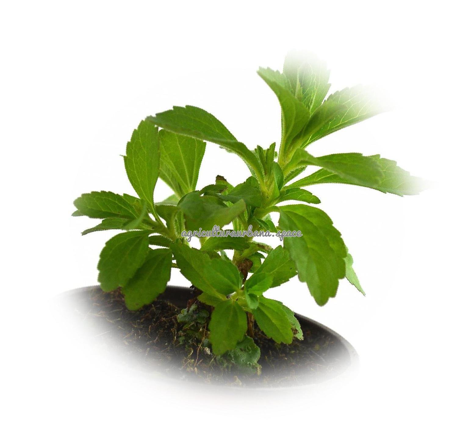 Como sembrar  Stevia en casa