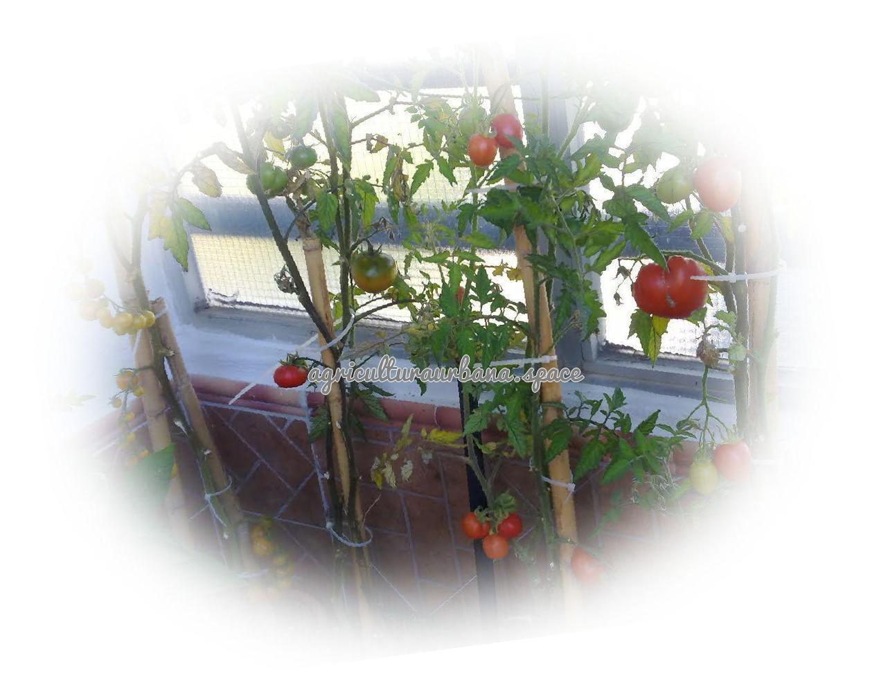 Como plantar  Tomate en tu casa