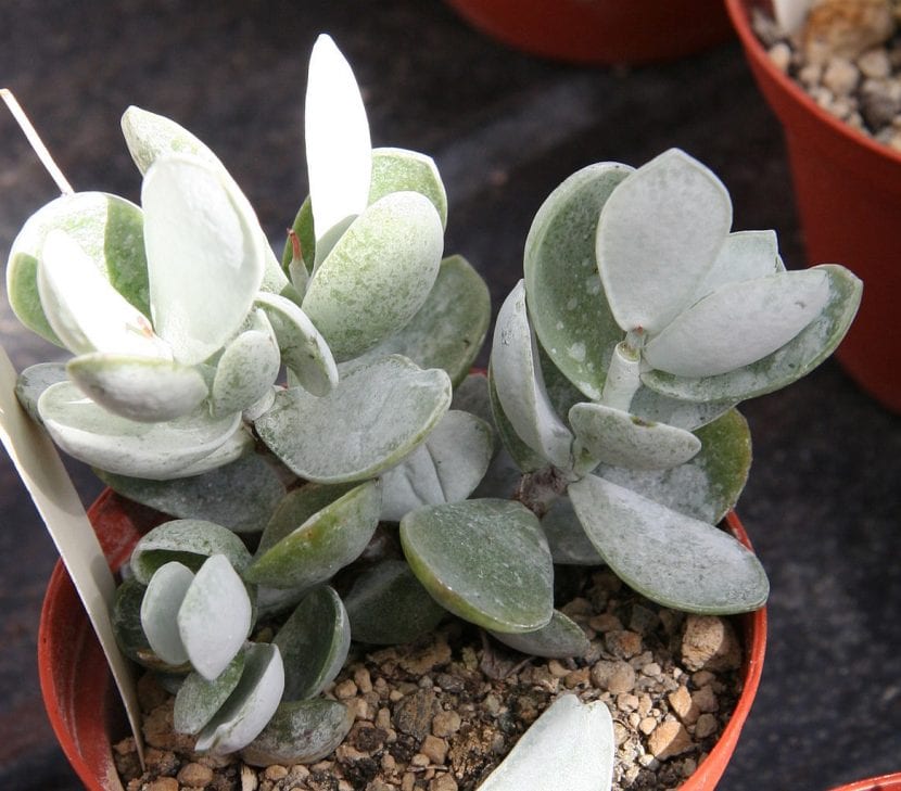Adromischus leucophyllus con sus hojas cubiertas de pruina blanca