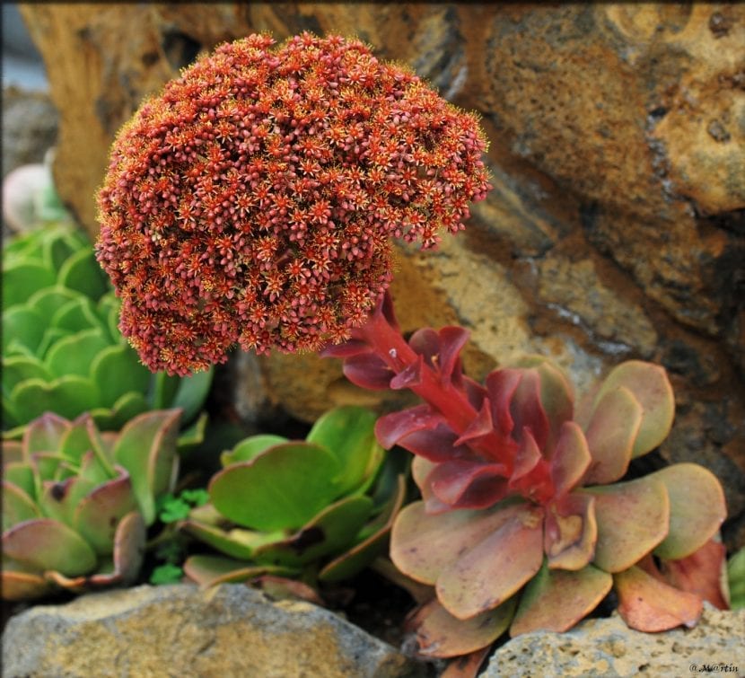 Inflorescencia rojiza del Aeonium nobile
