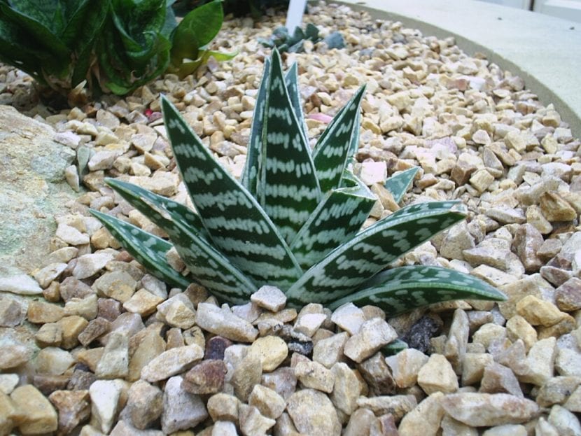 Aloe variegata o Gonialoe variegata con sus hojas moteadas de blanco