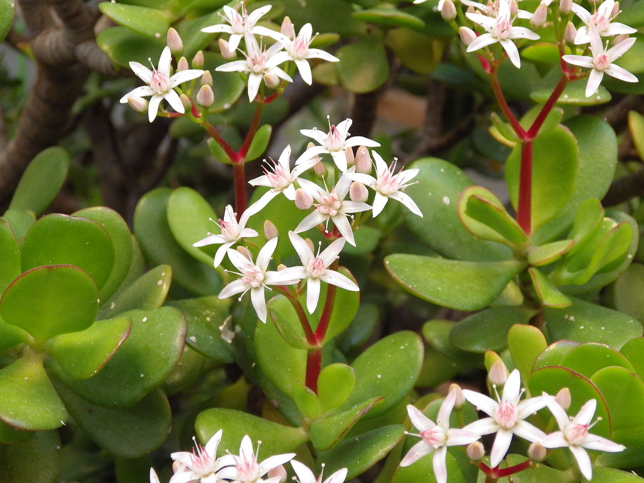 Planta de jade (Crassula ovata): cuidados, riego y poda