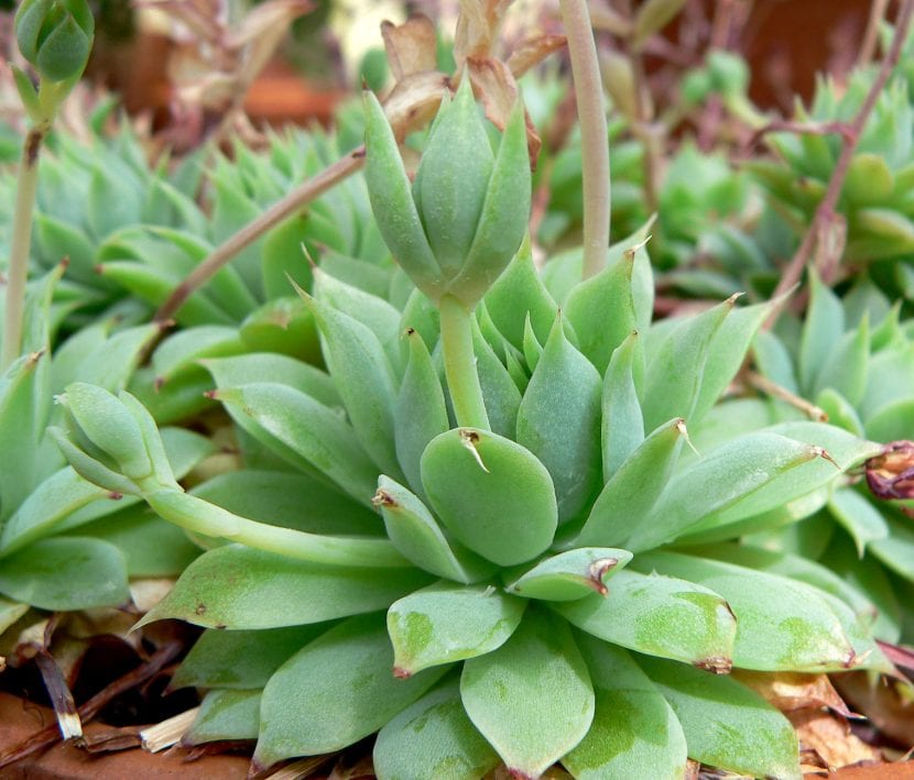 Graptopetalum macdougallii en maceta