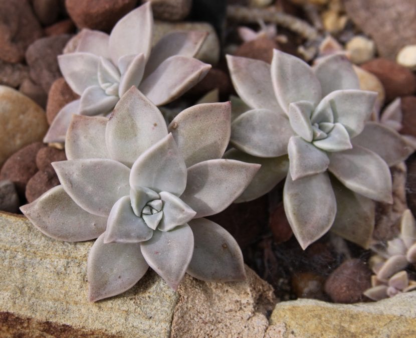 Graptopetalum paraguayense, la planta fantasma