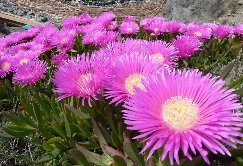 Manto de Carpobrotus edulis en flor cubriendo el suelo