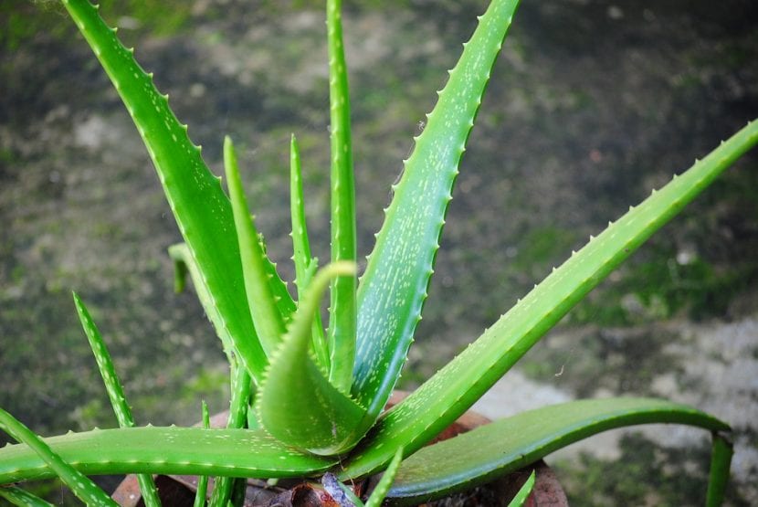 Ejemplar de Aloe vera cultivado en maceta