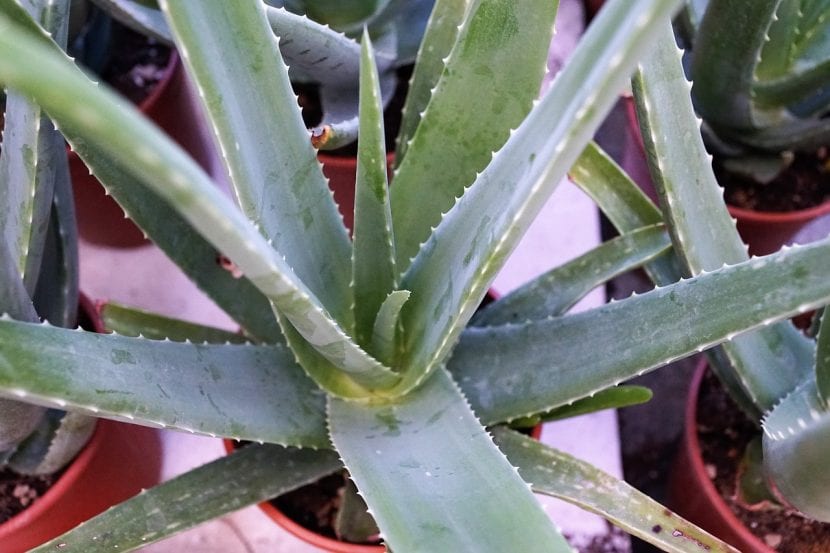 Planta joven de Aloe vera sana y turgente