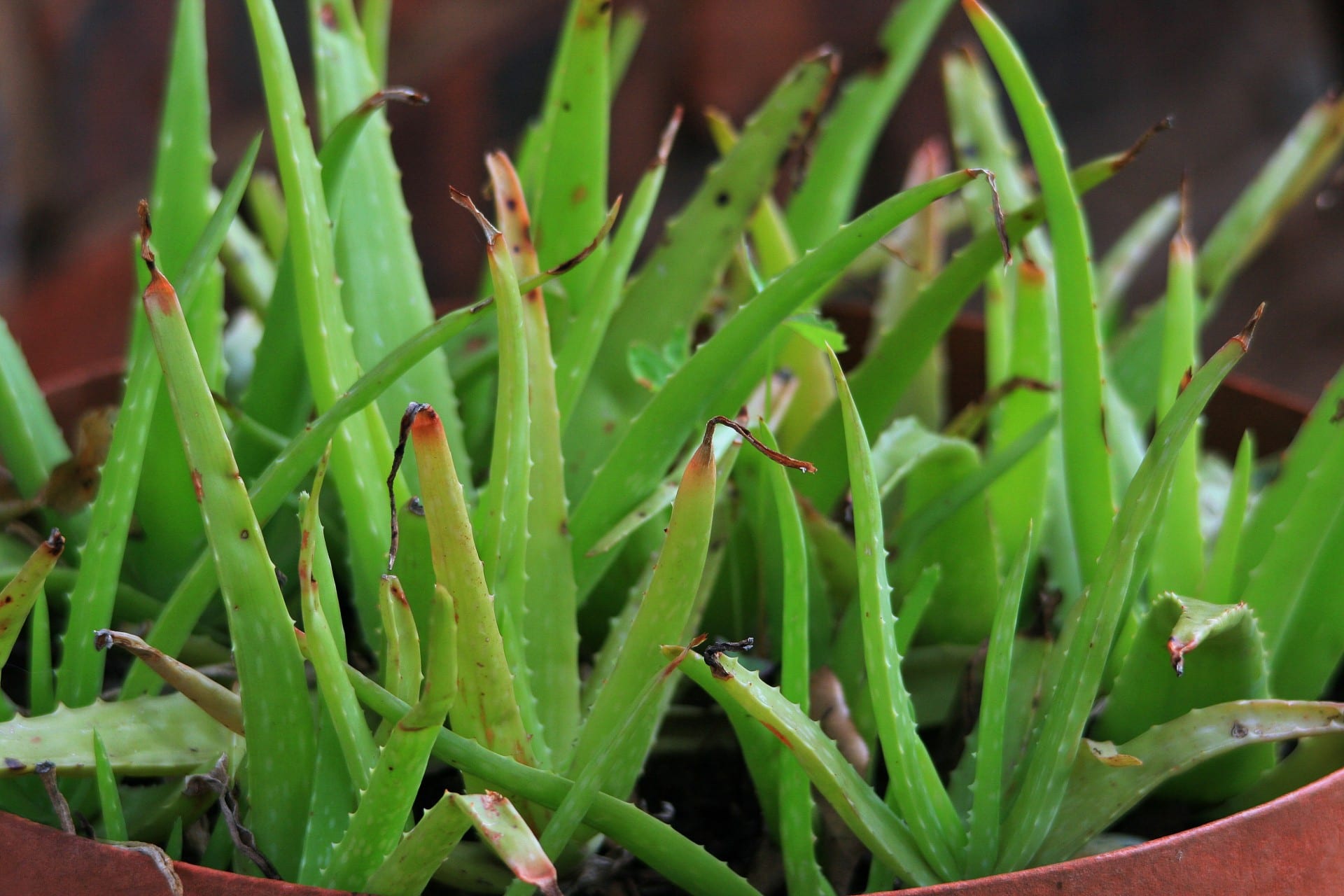 Reproducir aloe vera: hijuelos, semillas y errores