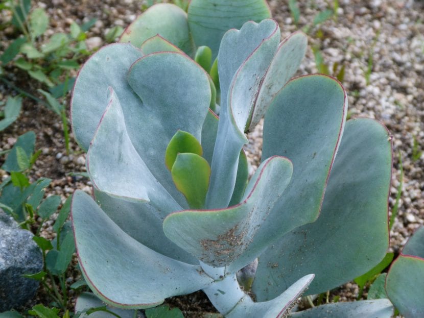 Cotyledon orbiculata con hojas redondeadas cubiertas de pruina blanca