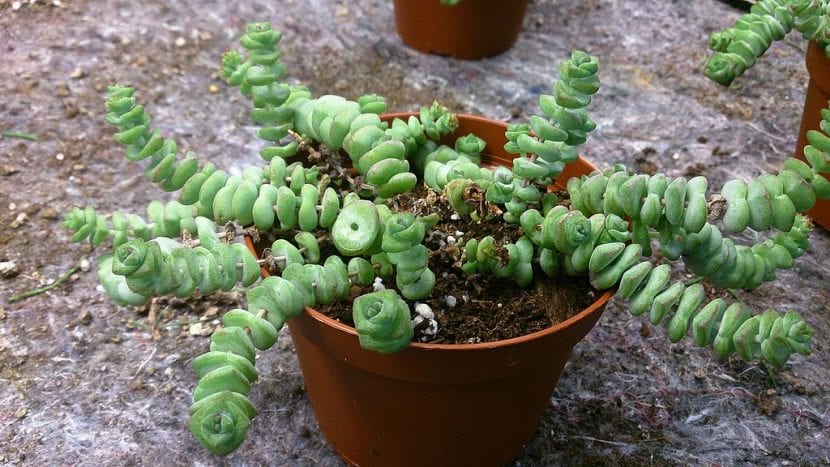 Crassula marnieriana con tallos colgantes de hojas redondeadas apiladas
