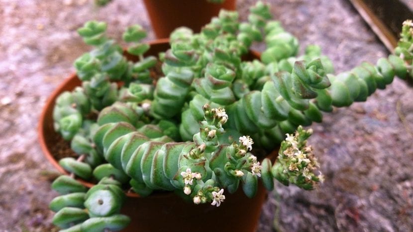 Crassula marnieriana en flor, con cimas de florecillas blanco rosadas