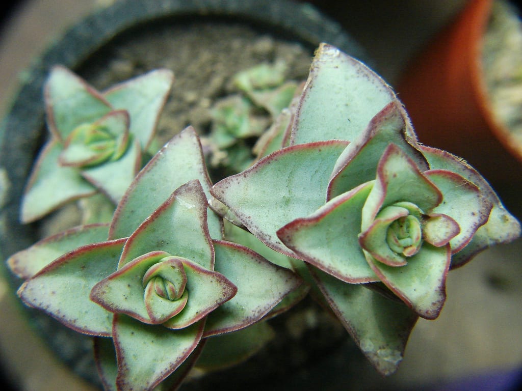 Crassula perforata: cuidados, luz, riego y esquejes