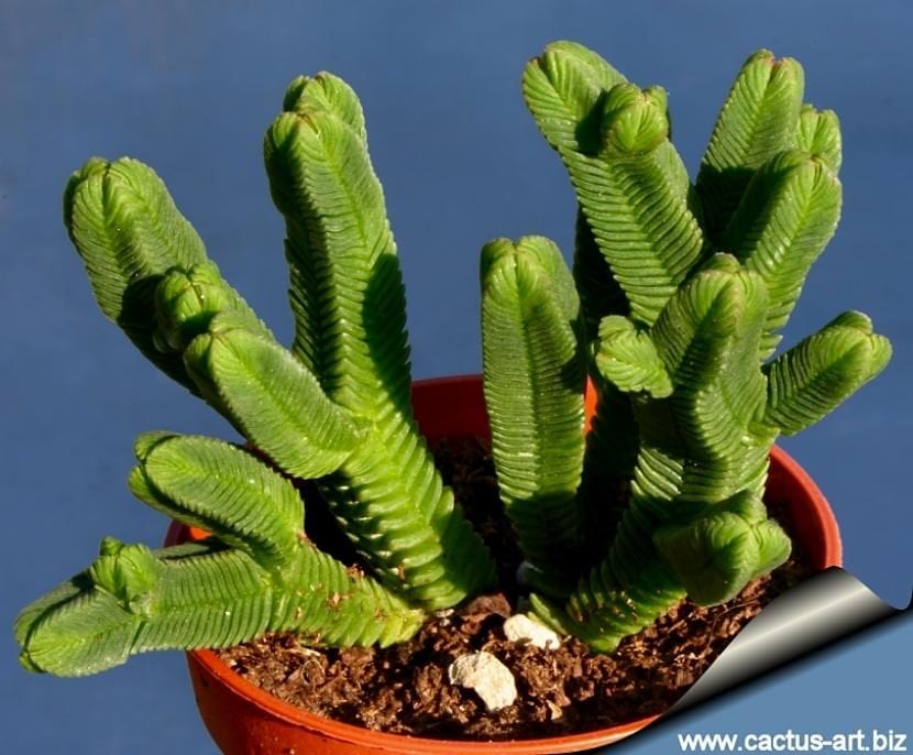 Columna de Crassula pyramidalis con hojas triangulares imbricadas