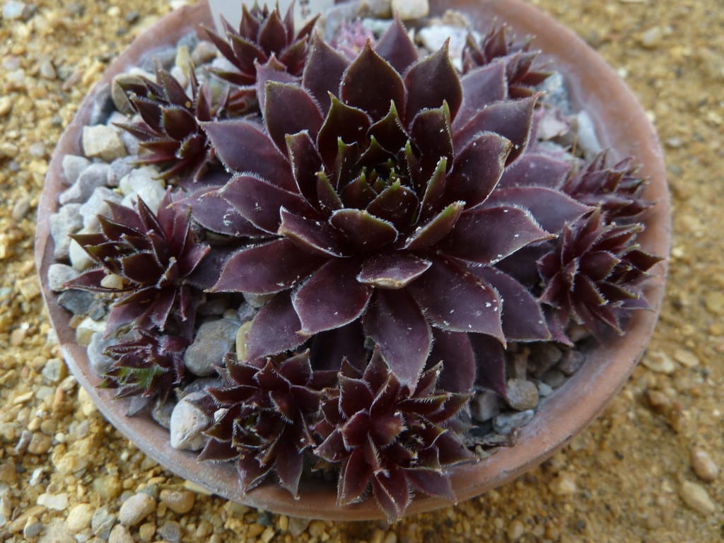 Crasuláceas: cómo identificarlas, géneros y cultivo