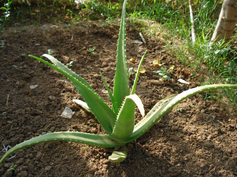 Ejemplar de Aloe vera plantado en tierra