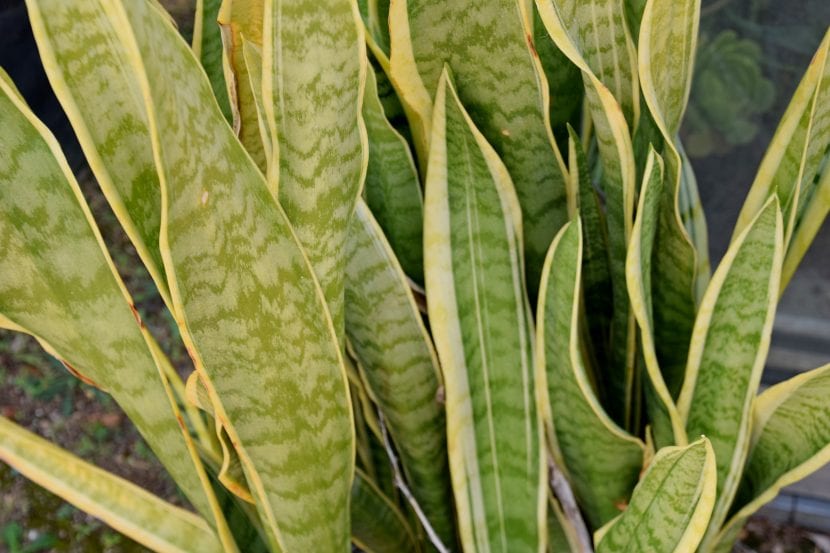 Hojas erectas y con bandas de la Sansevieria trifasciata