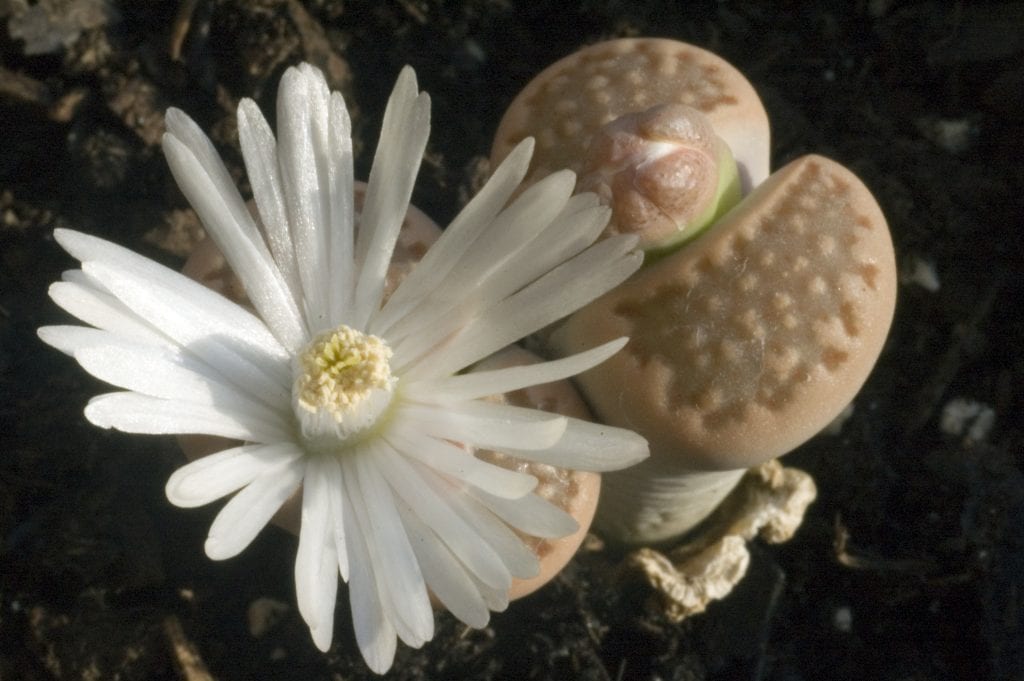 Cuidados de los Lithops: riego, luz y sustrato