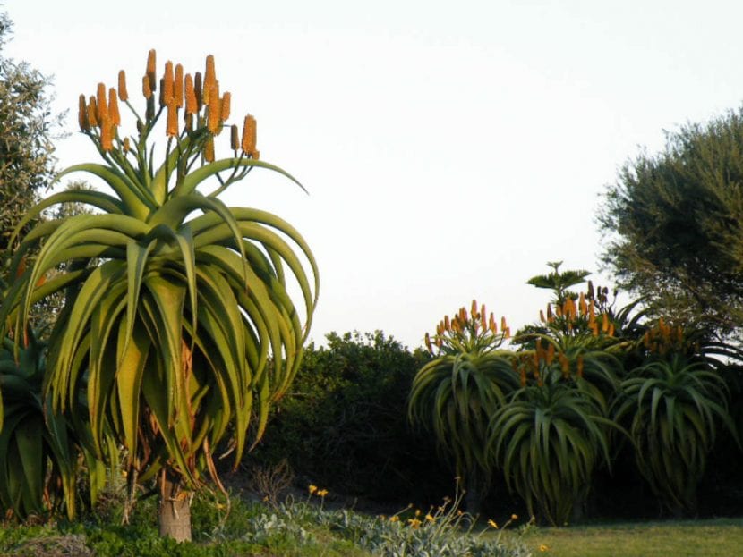 Ejemplares adultos de Aloe thraskii con las hojas fuertemente arqueadas hacia abajo