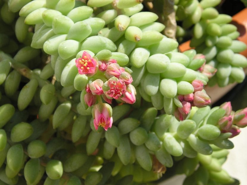 Detalle de las hojas gruesas y redondeadas del Sedum morganianum