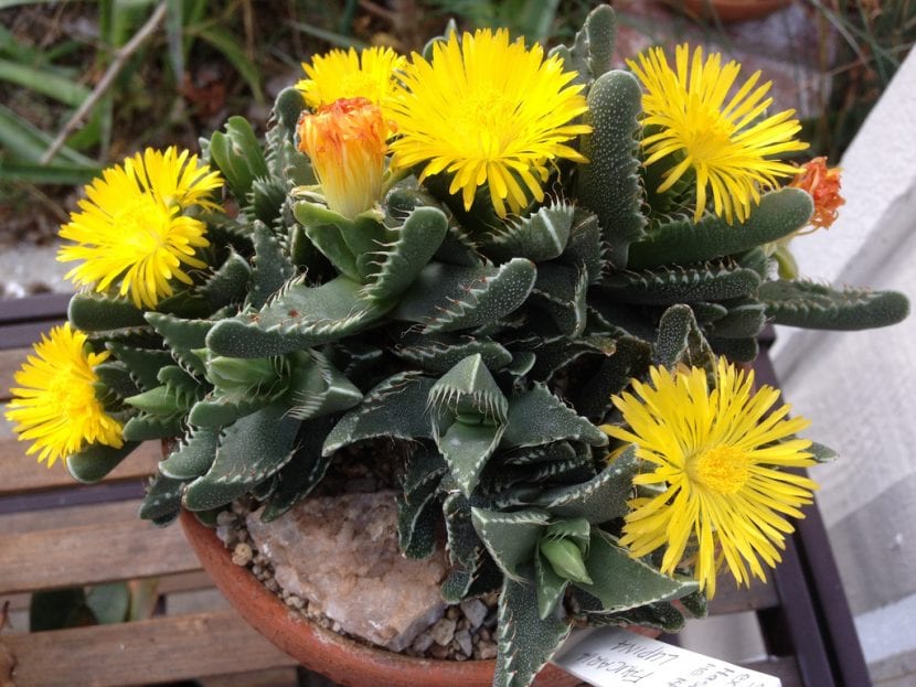 Hojas dentadas de Faucaria tigrina, conocida como boca de tigre