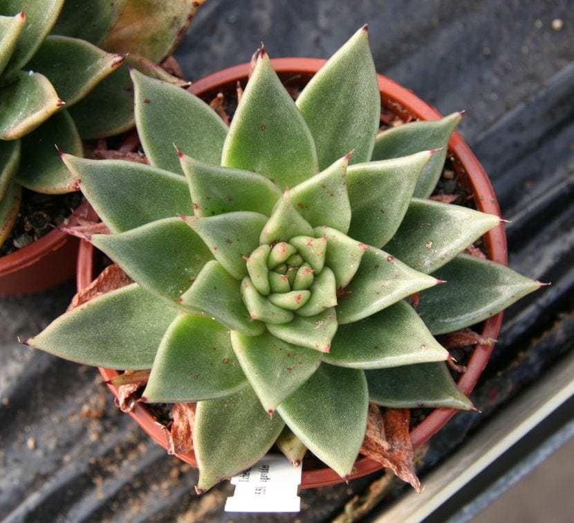 Roseta de Echeveria agavoides cultivada en maceta