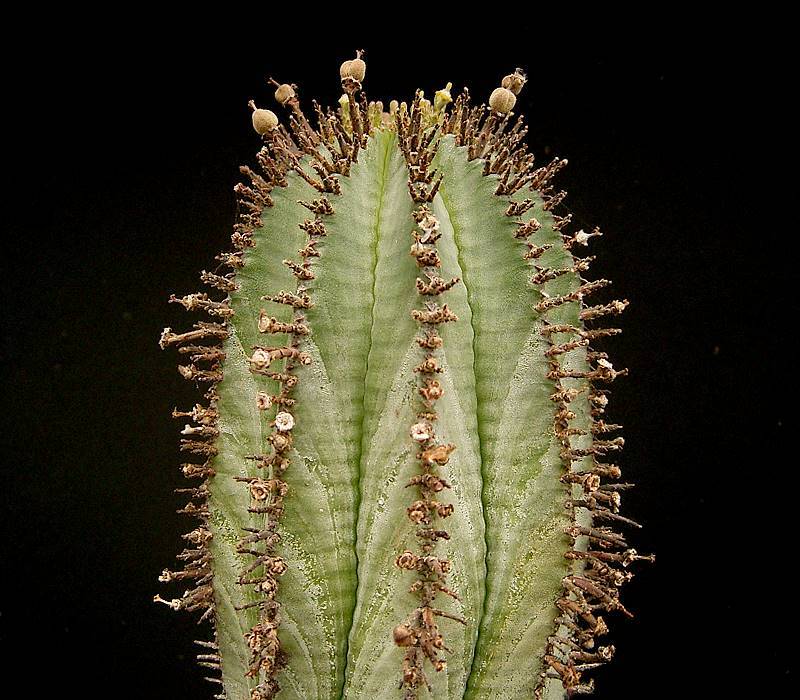 Euphorbia horrida: cuidados, riego, frío y multiplicación