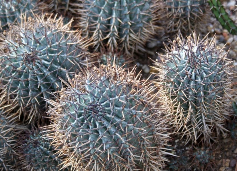 Grupo de tallos de Euphorbia horrida ramificados desde la base