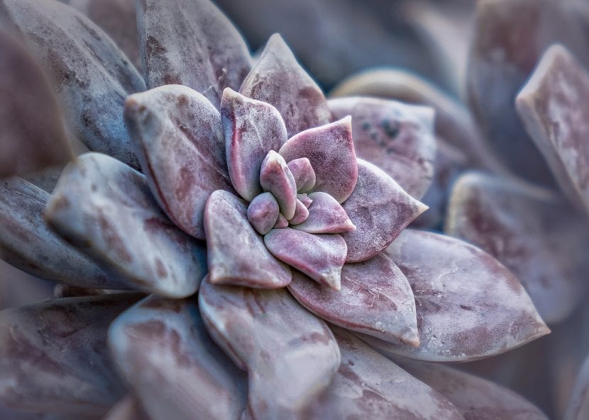 Roseta de Graptopetalum pentandrum con hojas cubiertas de pruina