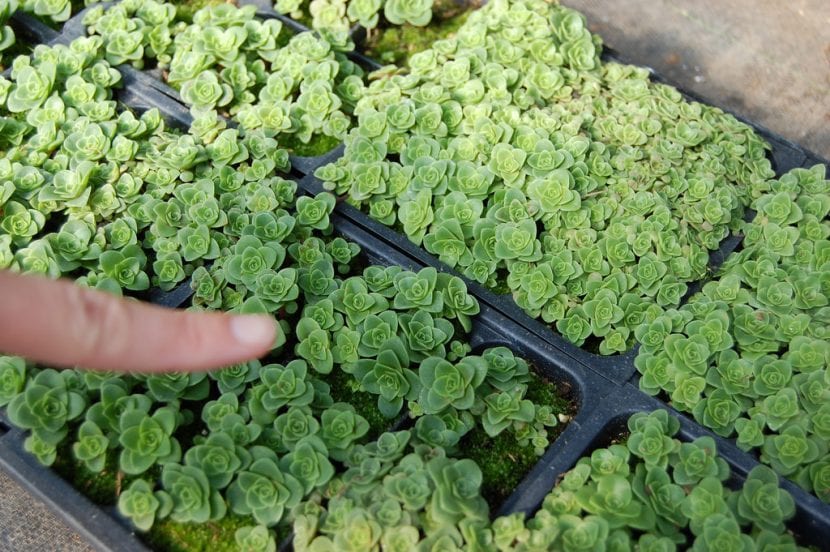 Roseta de Greenovia aurea con hojas glaucas dispuestas en forma de rosa