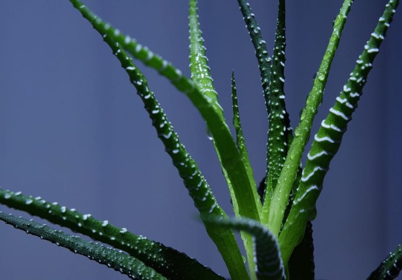 Roseta de Haworthia