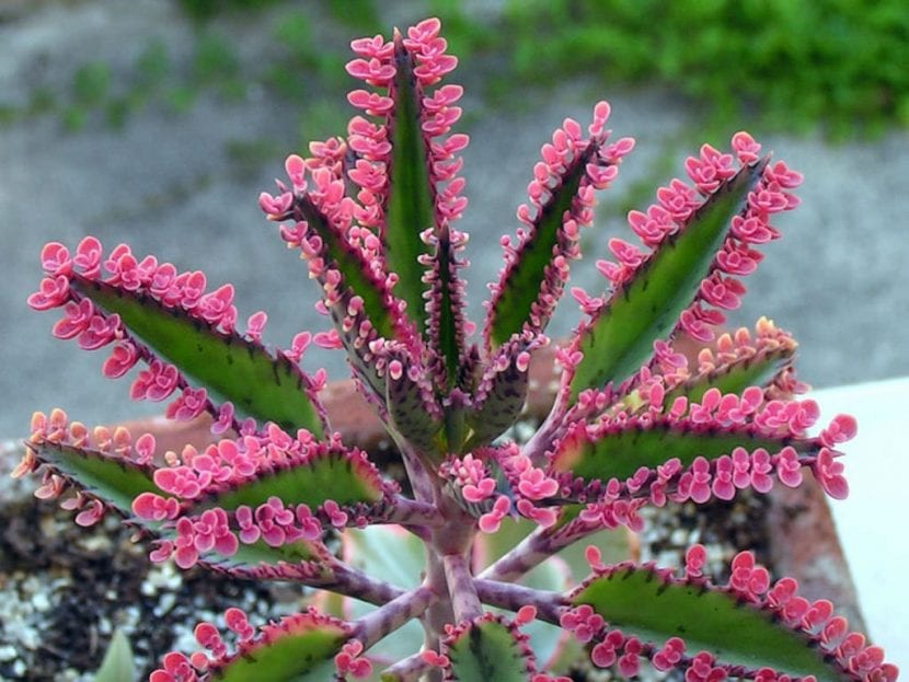 Hoja de Kalanchoe Pink Butterflies con plántulas rosas en el margen