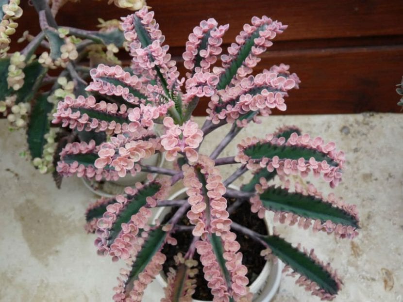 Ejemplar de Kalanchoe Pink Butterflies cultivado en maceta