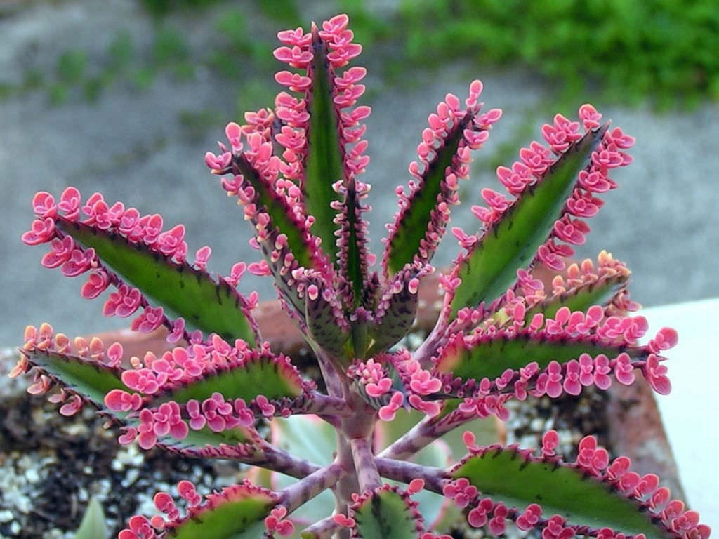 Kalanchoe Pink Butterflies: cuidados y cómo multiplicarlo