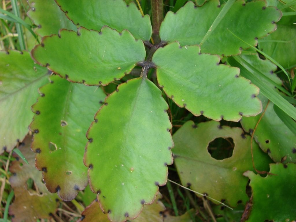 Kalanchoe pinnata: cuidados, floración y precauciones reales