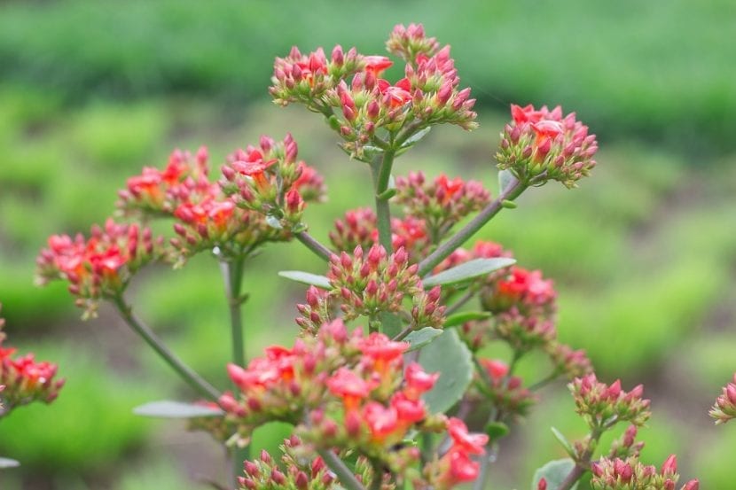 Flores colgantes del Kalanchoe pinnata
