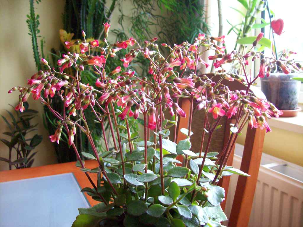 Kalanchoe Tessa: cuidados y cómo lograr que vuelva a florecer