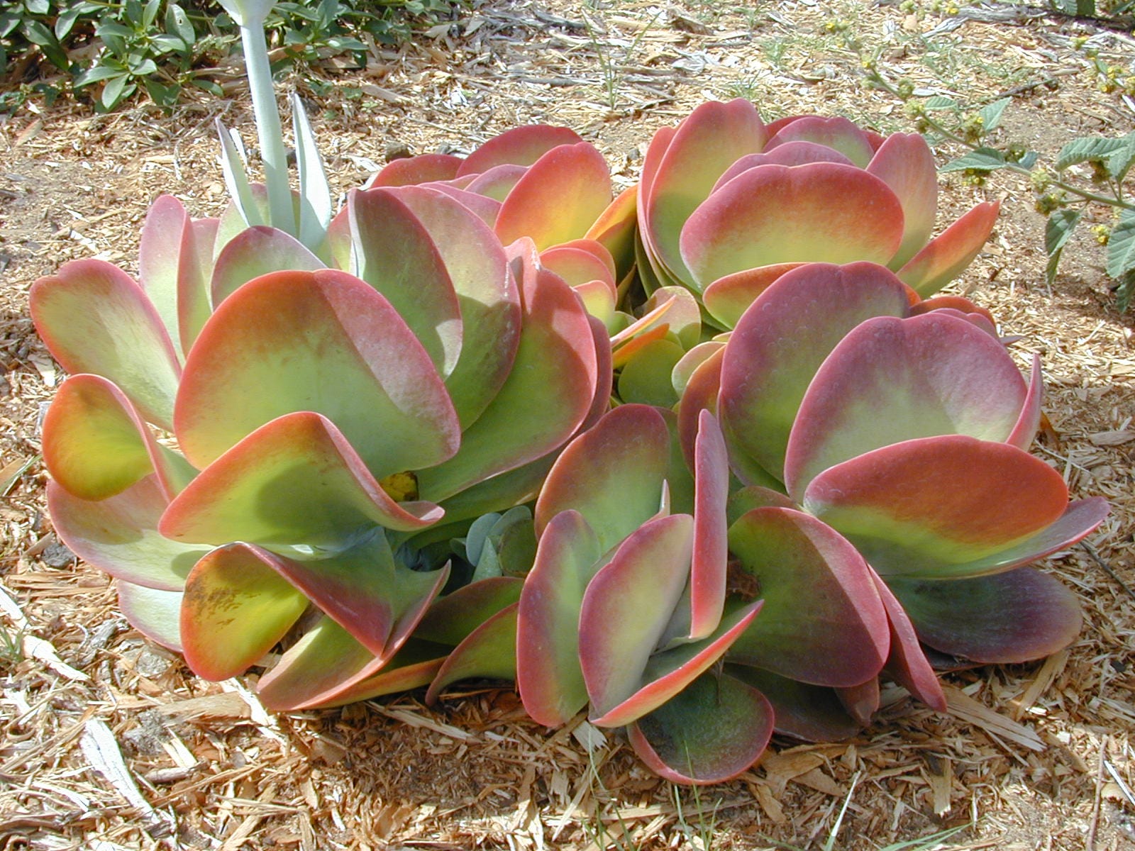 Kalanchoe thyrsiflora: cuidados, riego y multiplicación